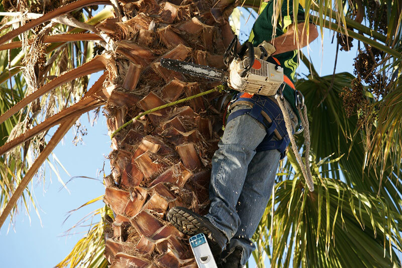 Palm Tree Trimming Palm Tree Trimming