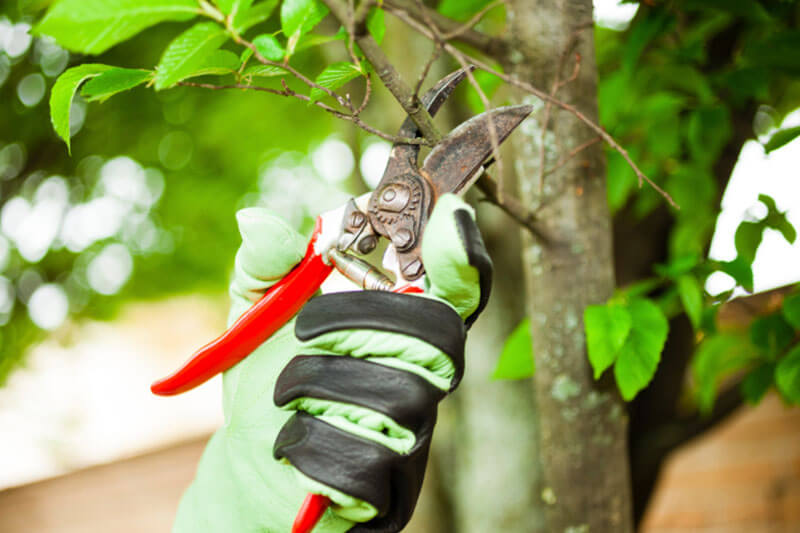 Shrub Removal Shrub Removal