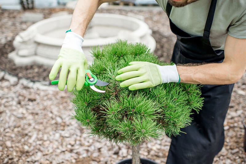 Shrub Trimming Shrub Trimming